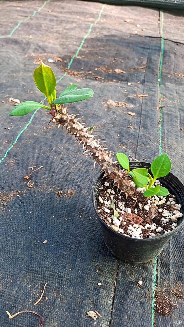 Euphorbia Milii Thai