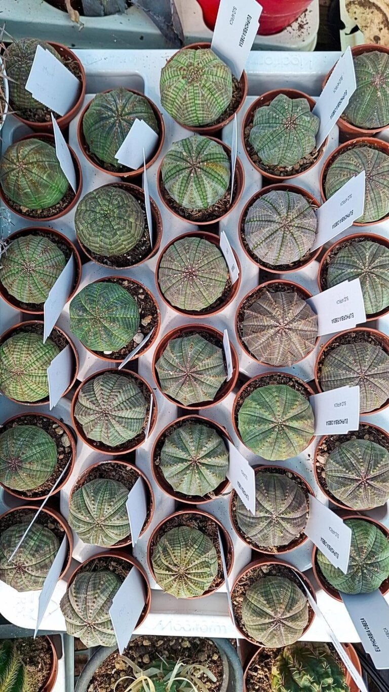 Euphorbia Obesa