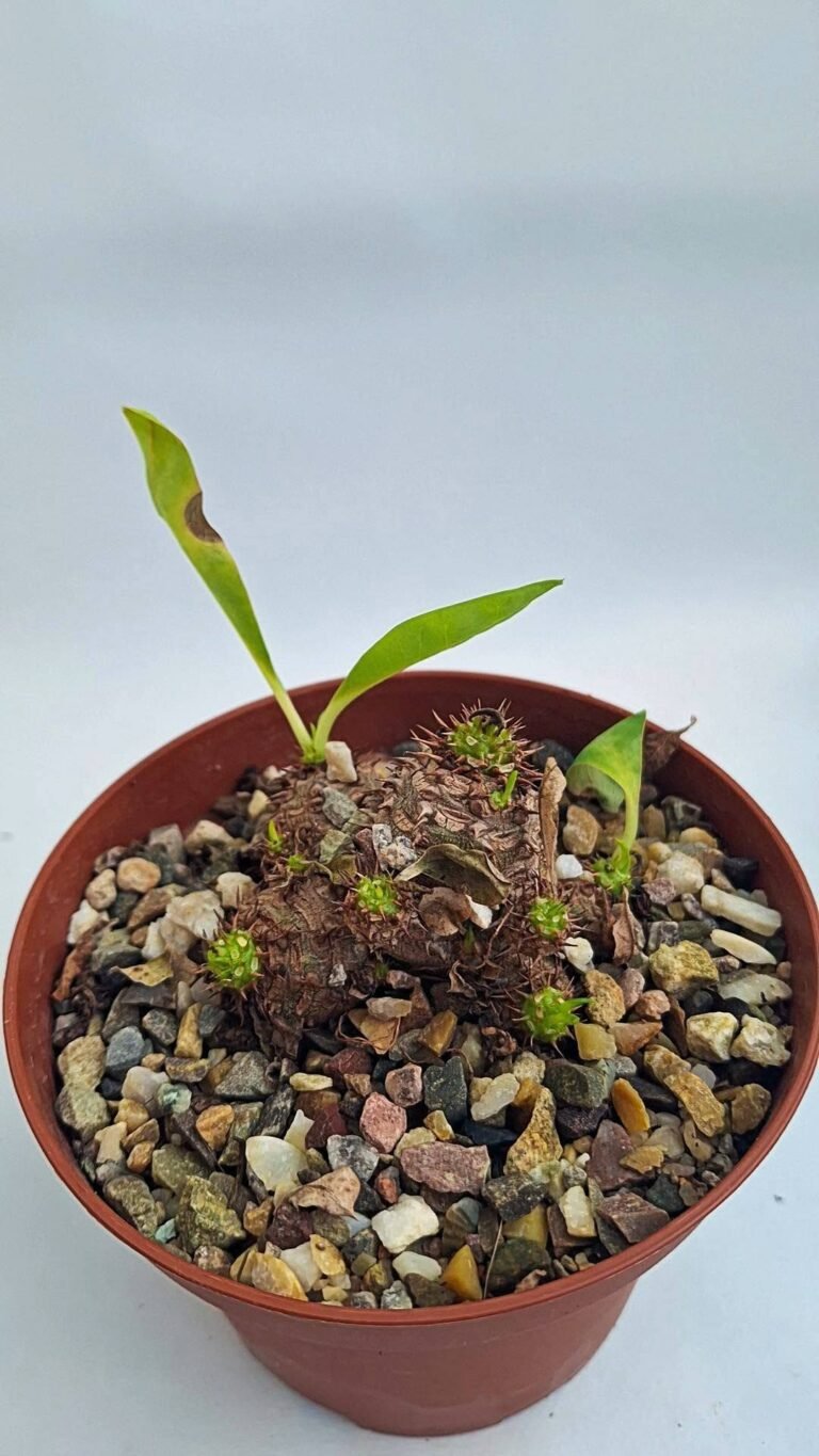 Euphorbia parvimedusae thai Hybrid