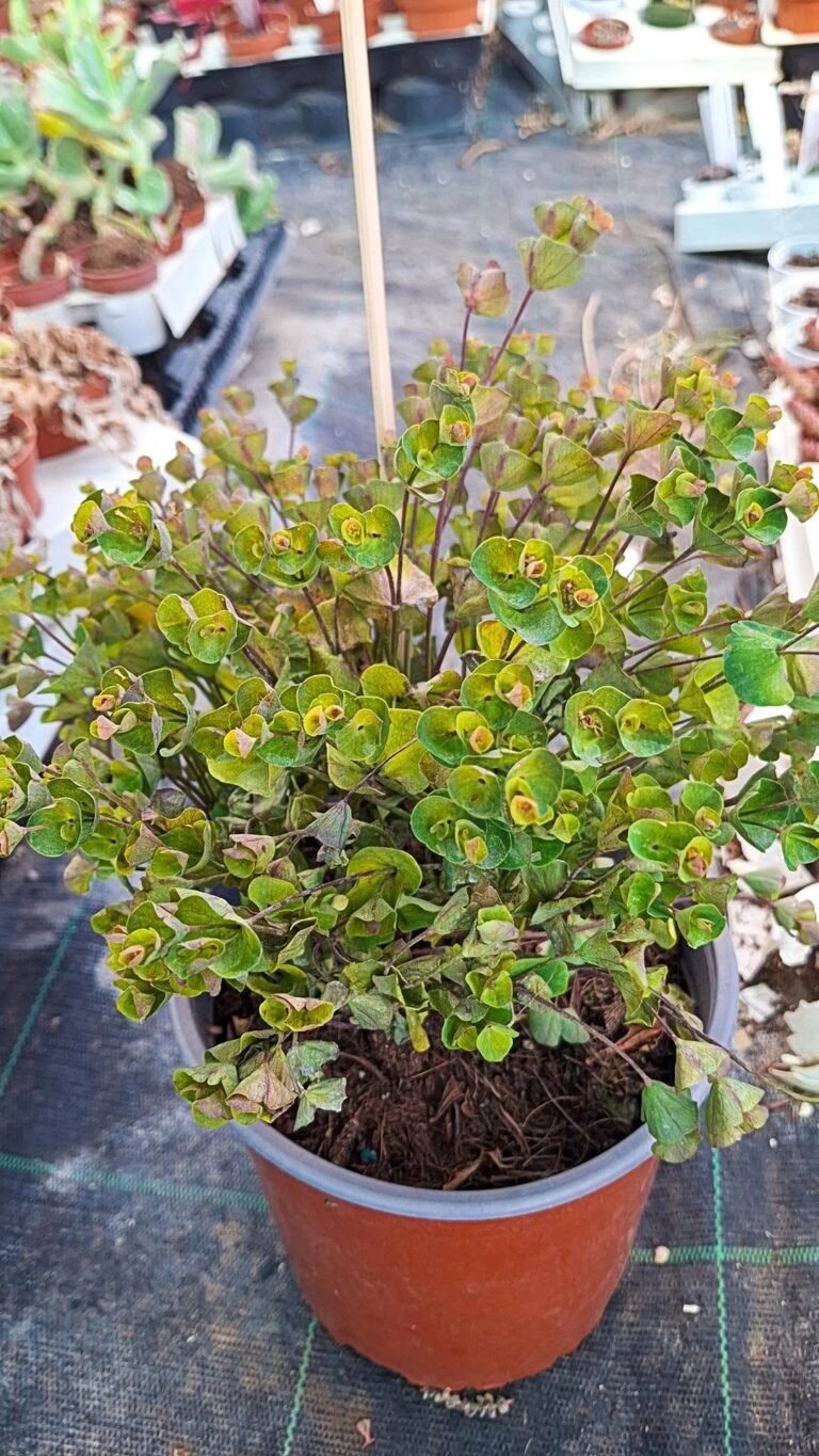 Euphorbia petite ascot