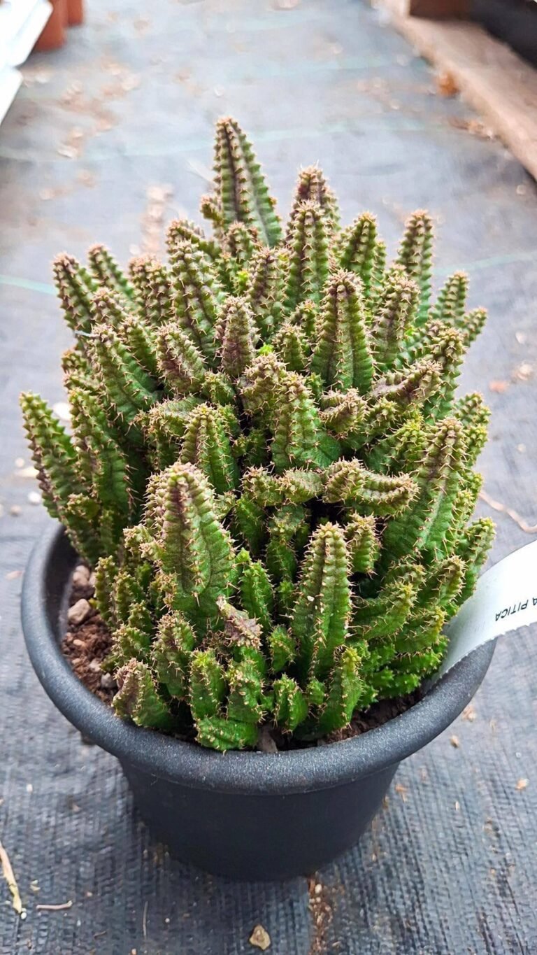 Siracactus-euphorbiaceae-Euphorbia-picta.jpg