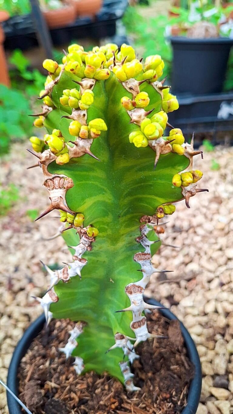 Siracactus-euphorbiaceae-Euphorbia-pseudocactus.jpg