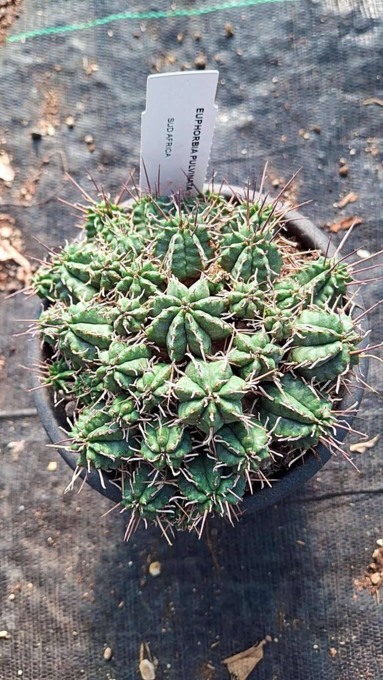 Euphorbia Pulvinata