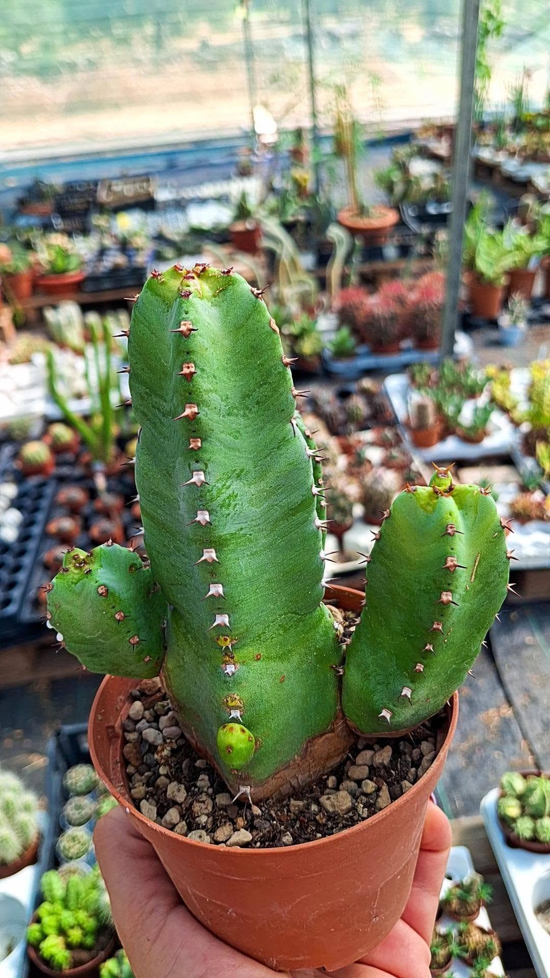 Euphorbia Resinifera