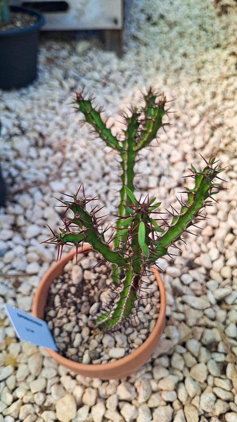 Euphorbia richardsiae