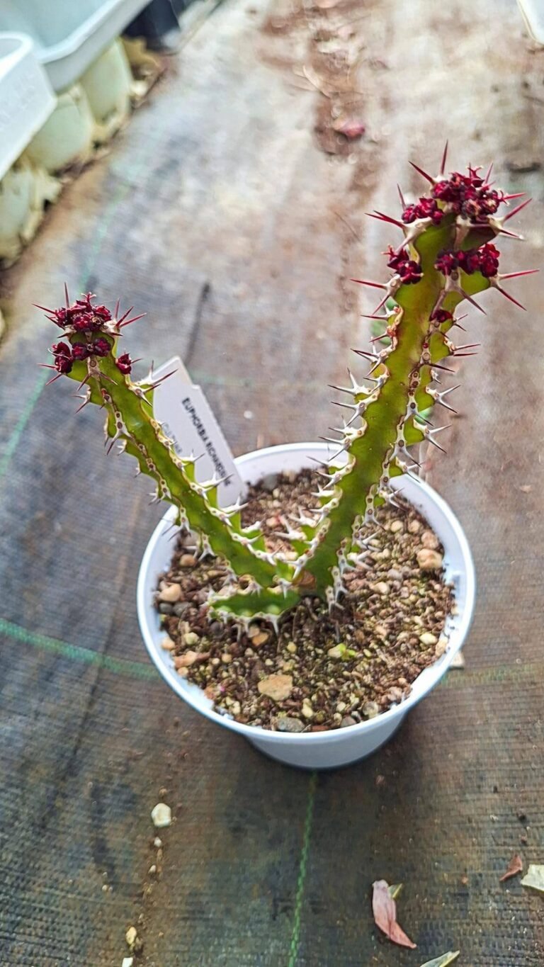 Siracactus-euphorbiaceae-Euphorbia-richardsiae.jpg