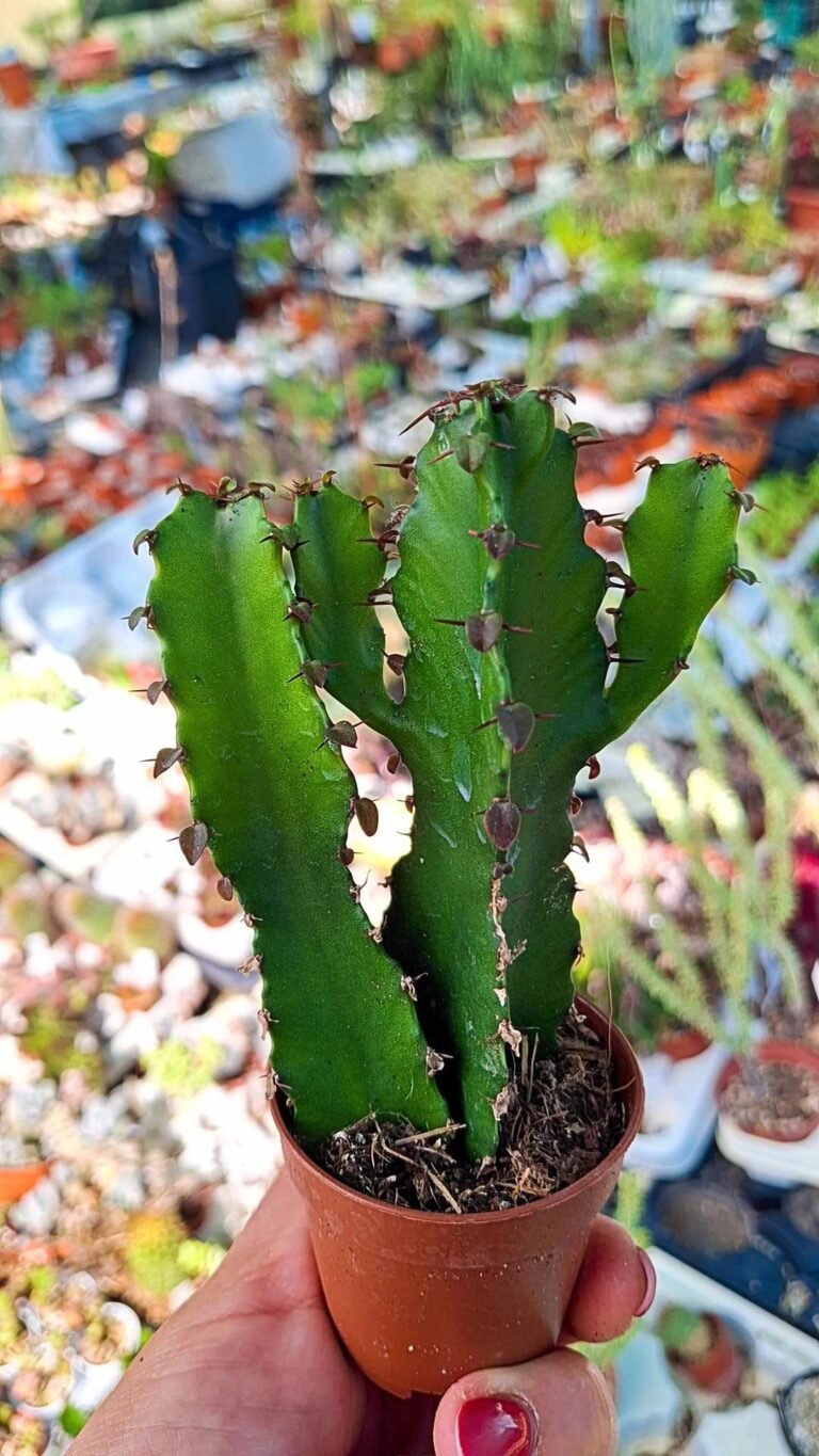 Euphorbia Triangularis