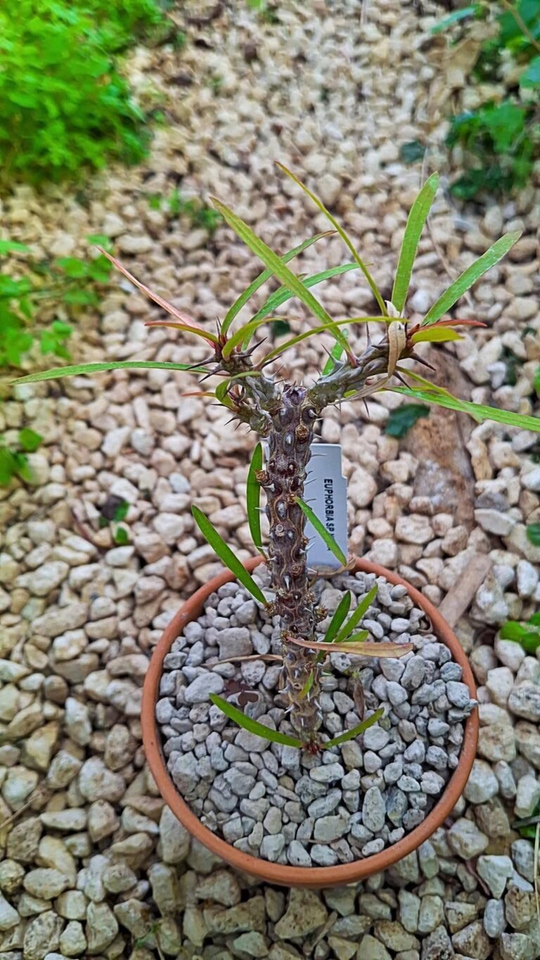 Siracactus-euphorbiaceae-Europhorbia-SP-nova.jpg