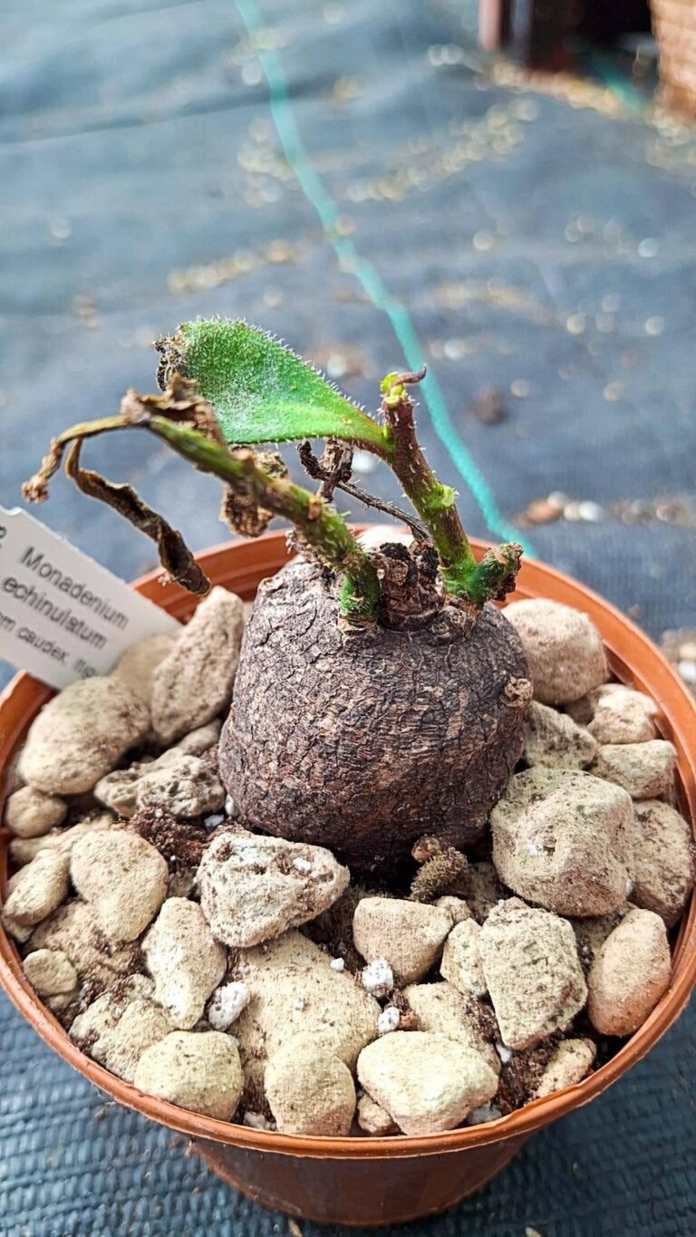 Monadenium echinulatum