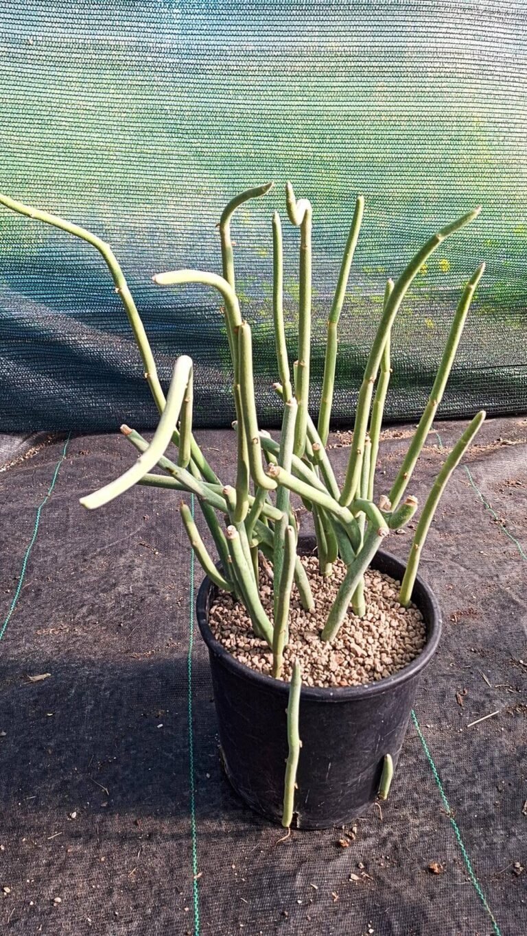 Pedilanthus Macrocarpus big