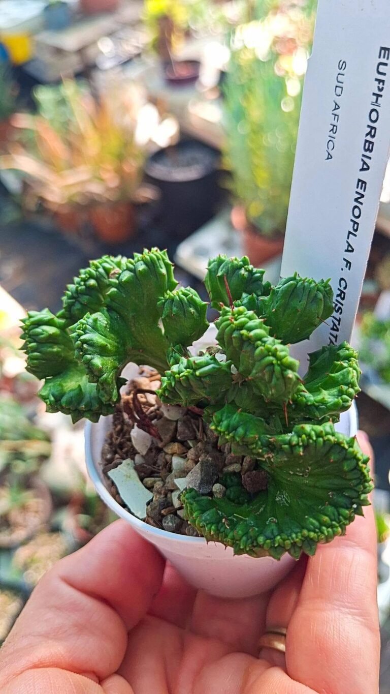 Euphorbia Enopla crestata Mostruosa