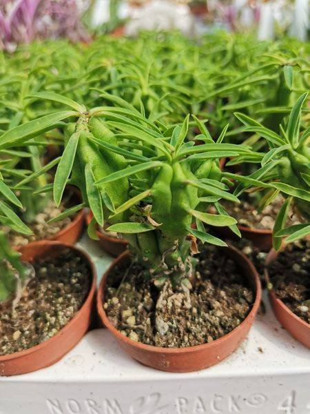 Euphorbia Loricata