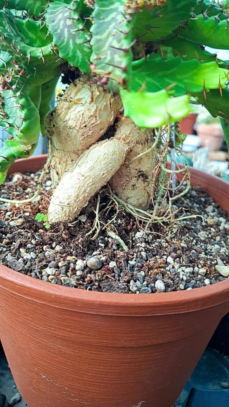 Euphorbia Stellata