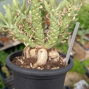 Monadenium Lugardiae
