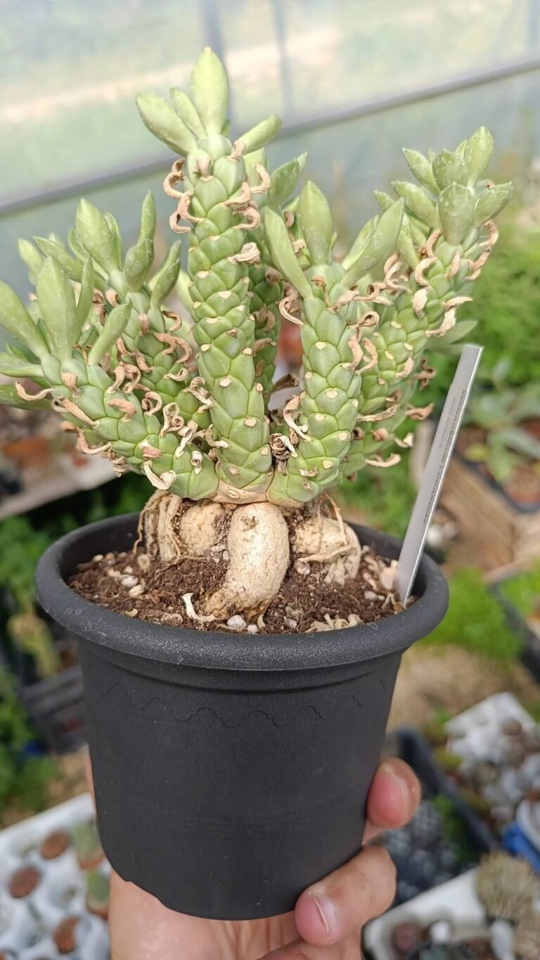Siracactus-euphorbiaeacee-Monadenium-lugardiae.jpg