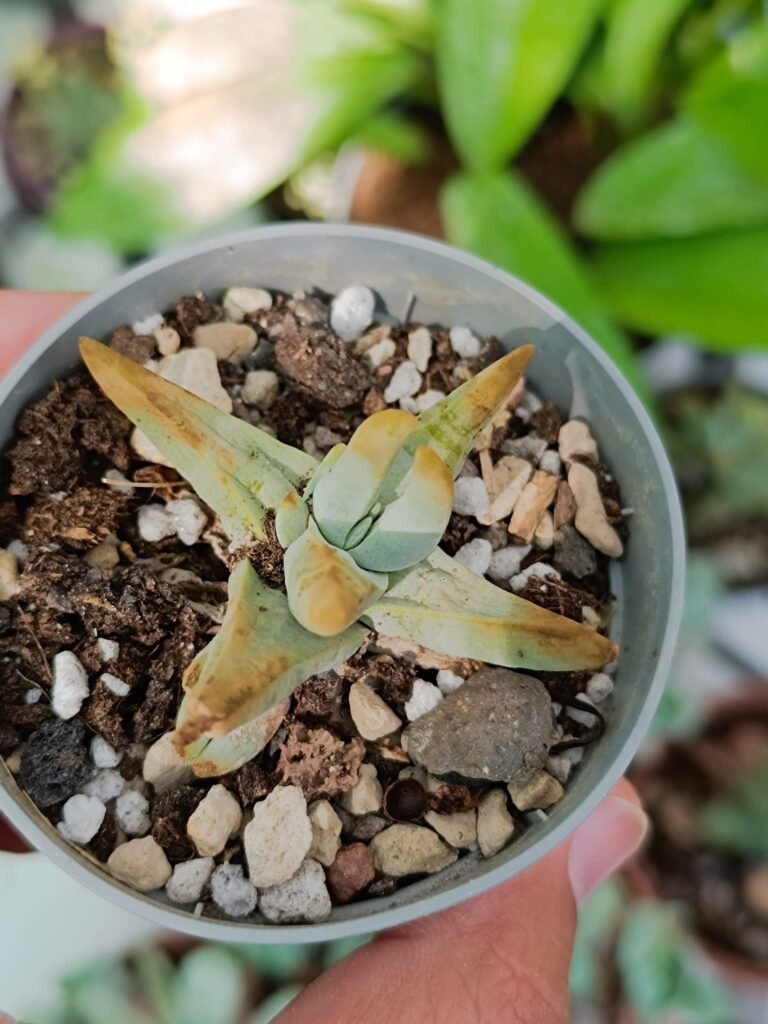 Crassula Cornuta new form