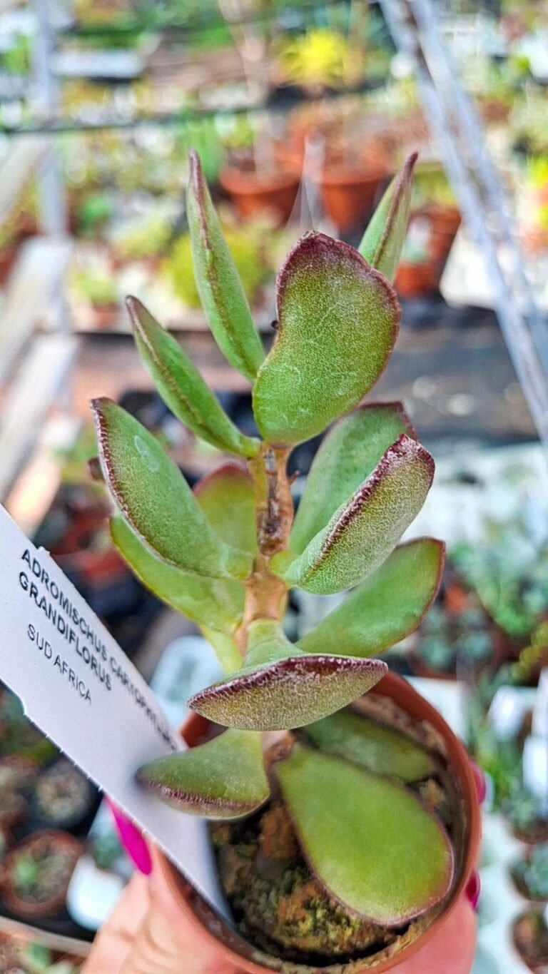 Adromischus caryophyllaceus CV grandiflorus