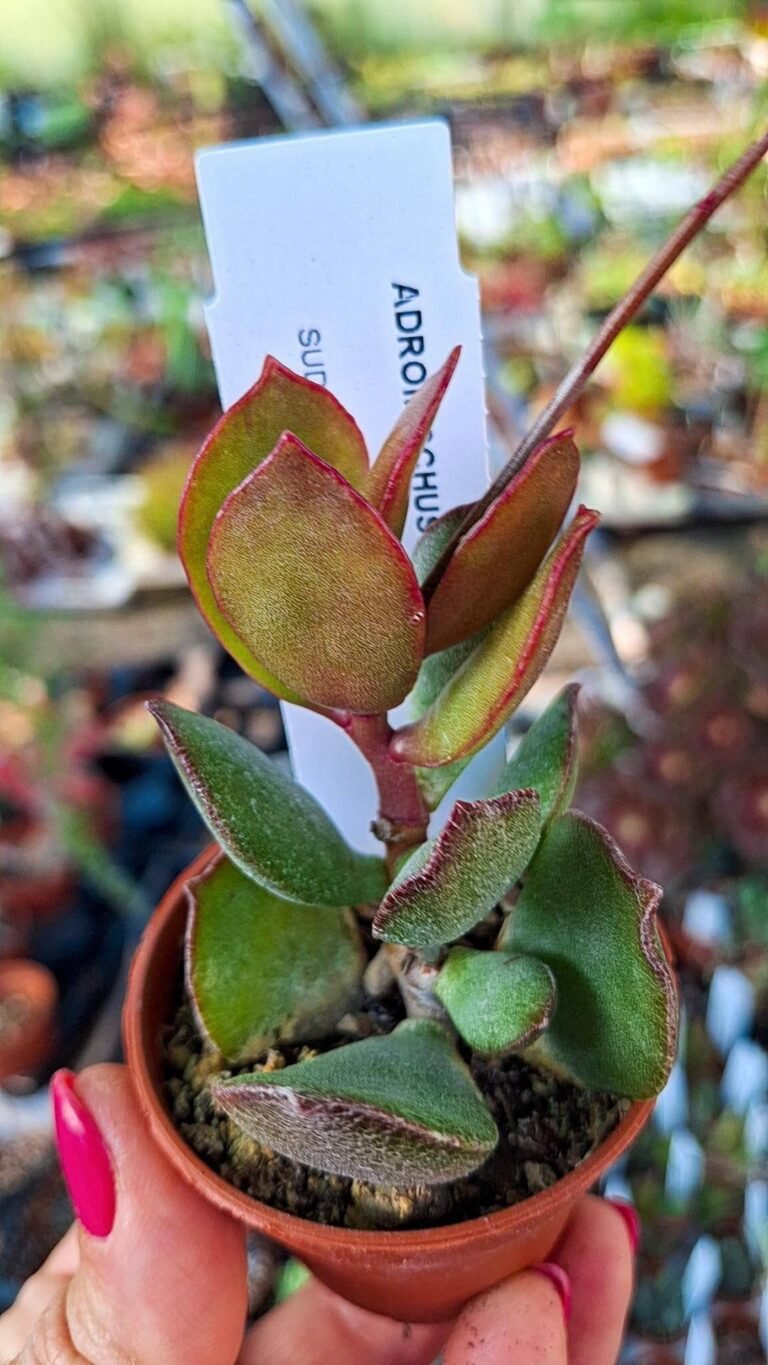 Adromischus Maculatus