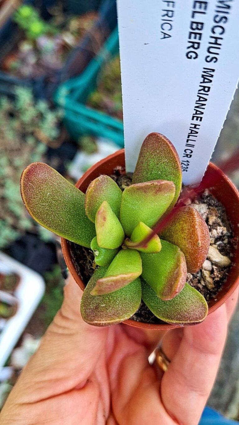 Adromischus marianiae hallii skimmelberg