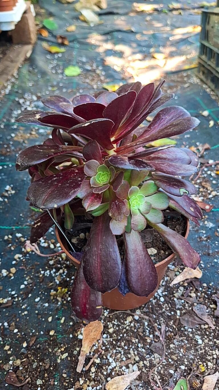 Aeonium Kilimanjaro