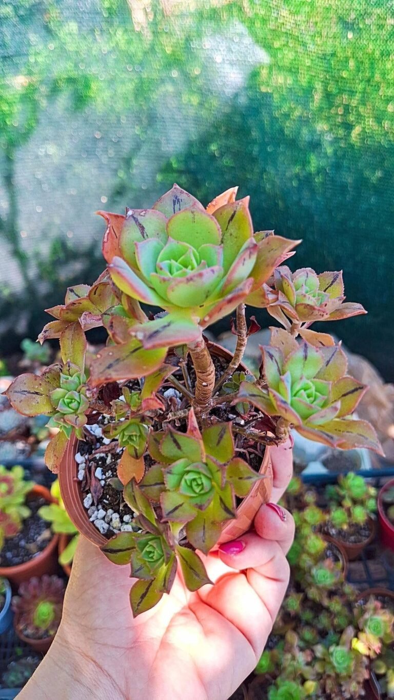 Siracactus-succulente-Aeonium-Mary-Anne-kunkel-cluster-2.jpg