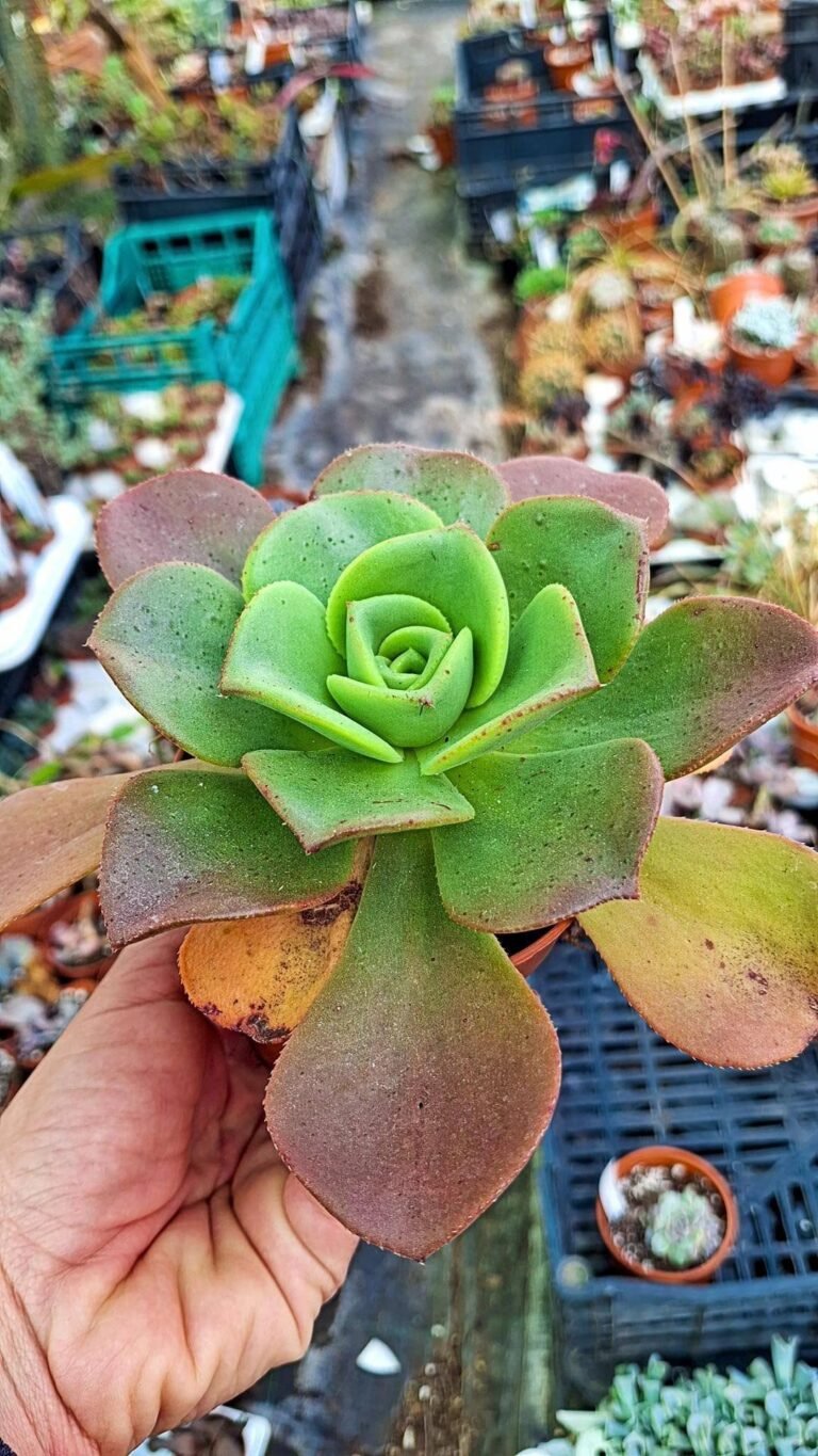 Aeonium SP