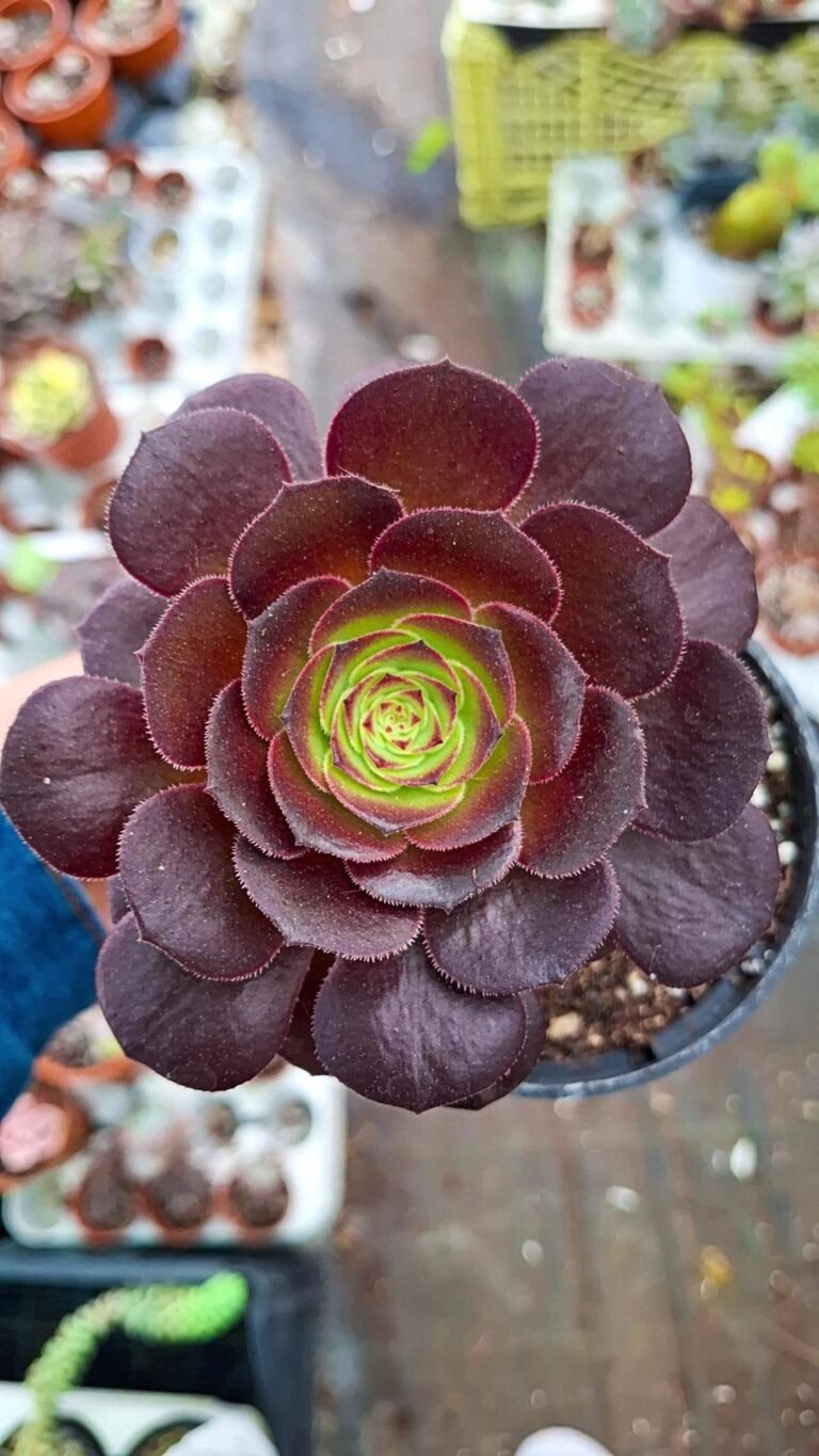 Aeonium Arboreum Atropurpureum
