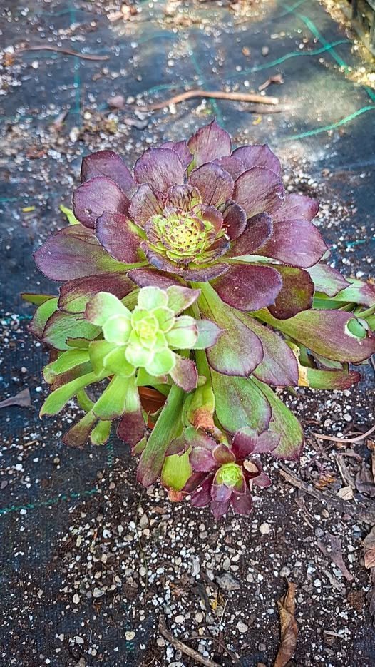 Siracactus-succulente-Aeonium-black-Besta-korean-cluster-1.jpg