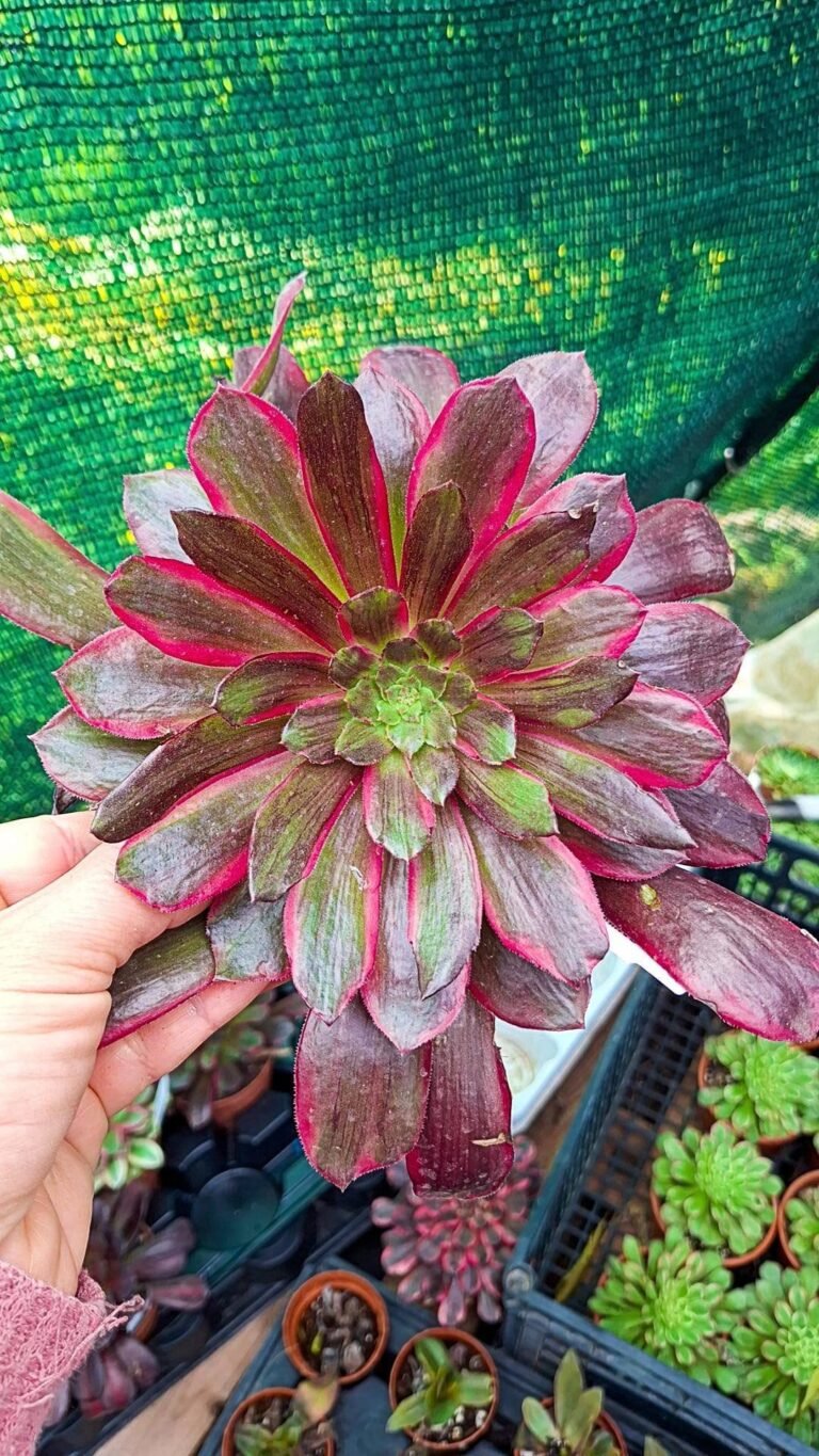 Siracactus-succulente-Aeonium-eden-korean.jpg