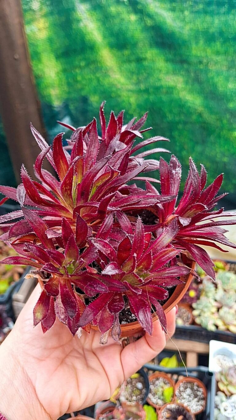 Aeonium Firecracker
