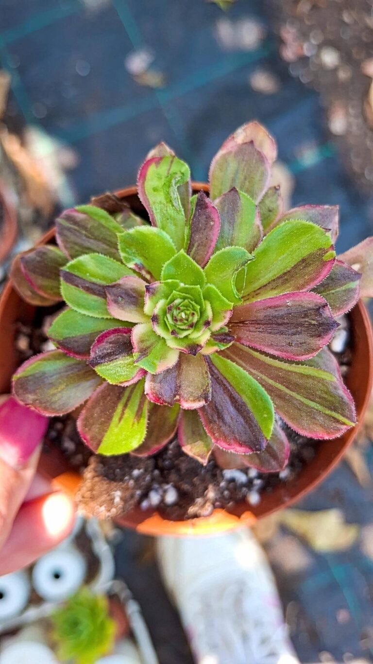 Siracactus-succulente-Aeonium-glow-warm-korean.jpg