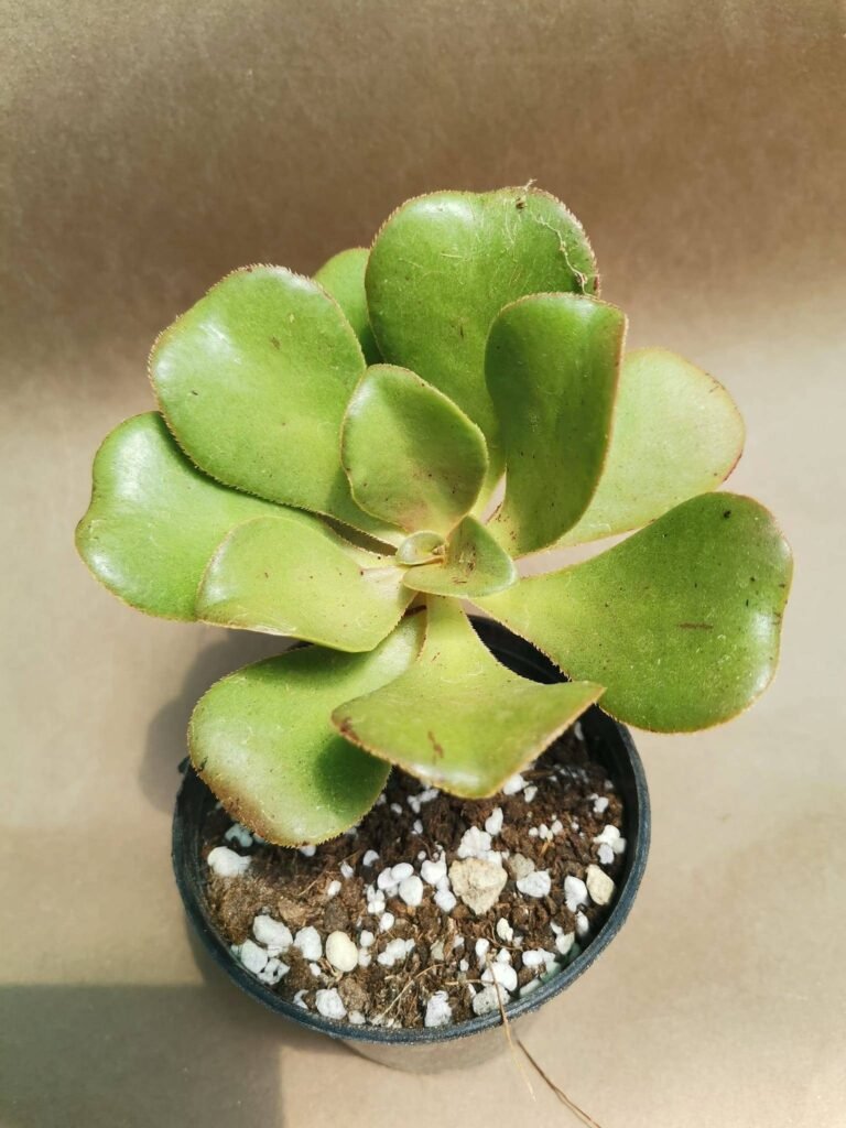 Aeonium Glutinosum