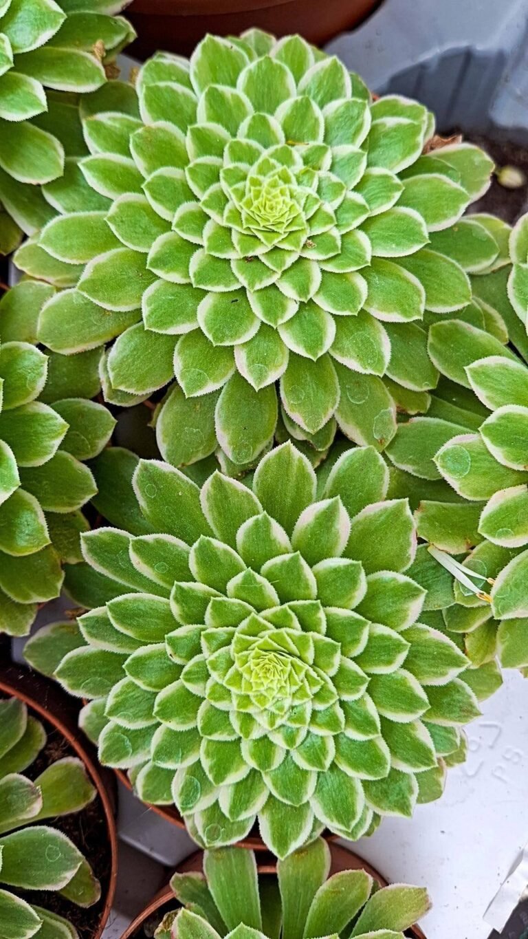 Siracactus-succulente-Aeonium-green-Emerald-Variegata.jpg