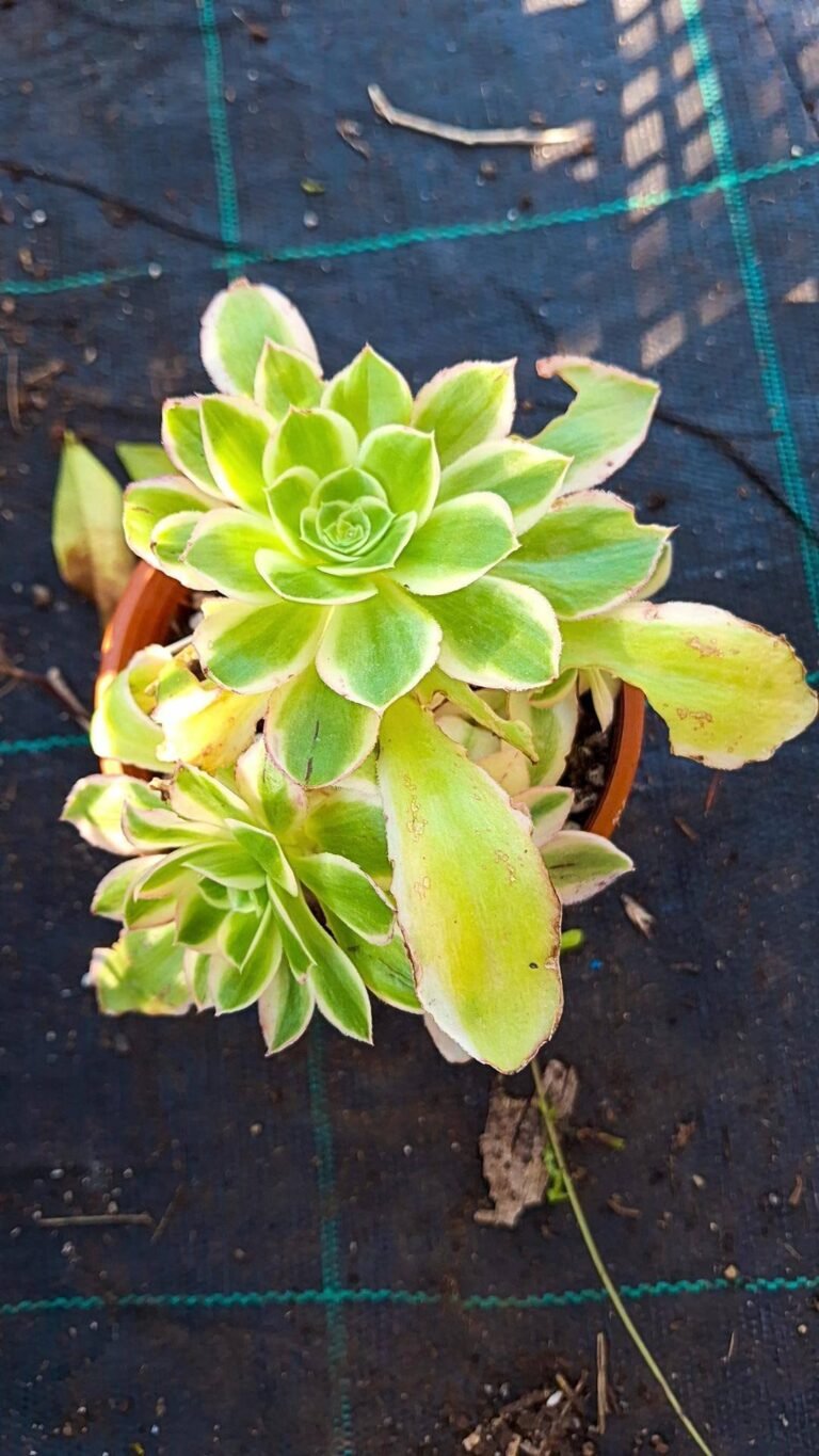 Siracactus-succulente-Aeonium-green-rose-variegata-accestita-korean.jpg