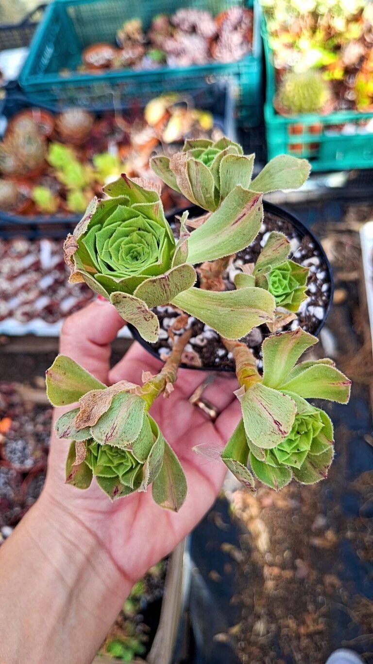 Aeonium jadeite glaze cluster