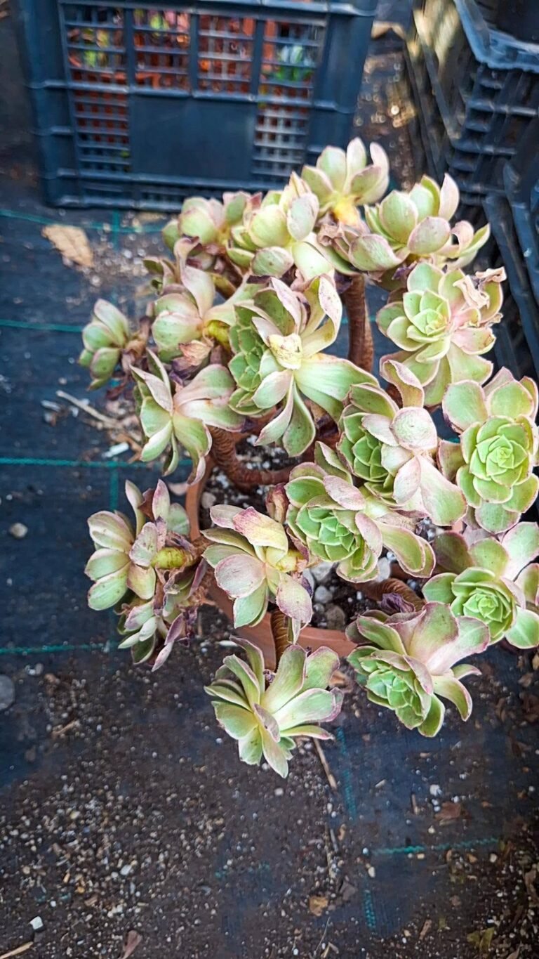 Aeonium kaleidoscope cluster Variegata korean