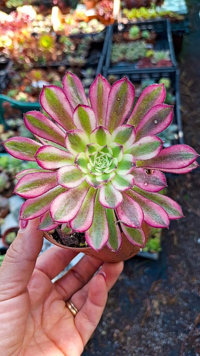 Siracactus-succulente-Aeonium-moqi-korean.jpg