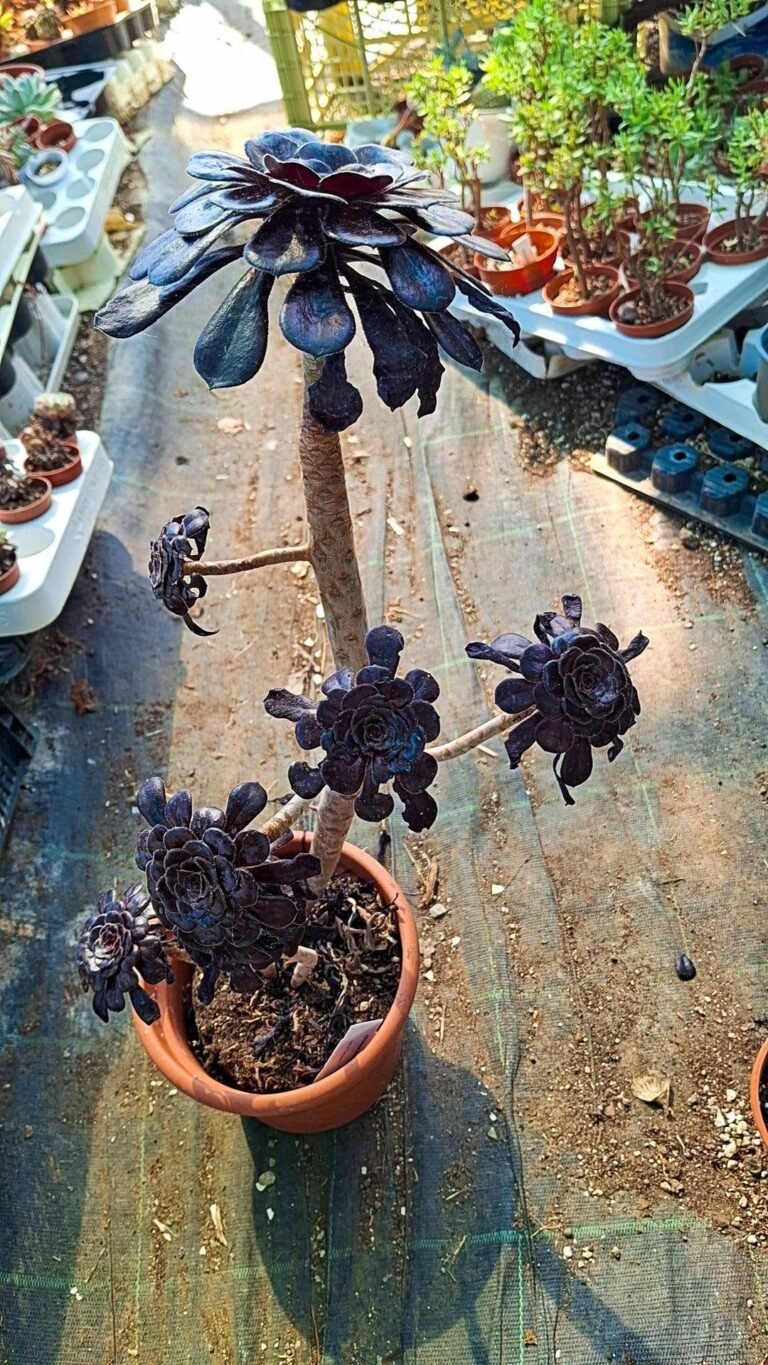 Aeonium Nigrum