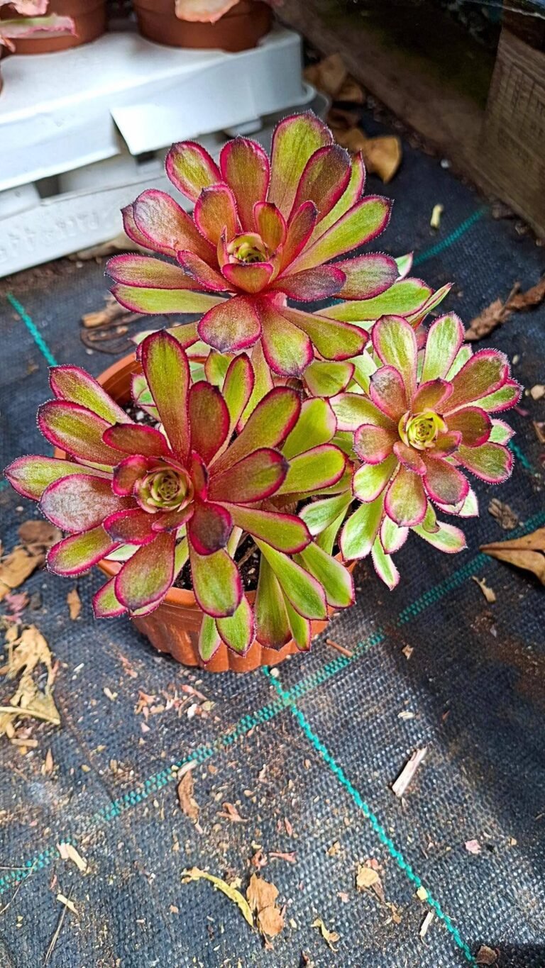 Siracactus-succulente-Aeonium-purple-glow-cluster.jpg