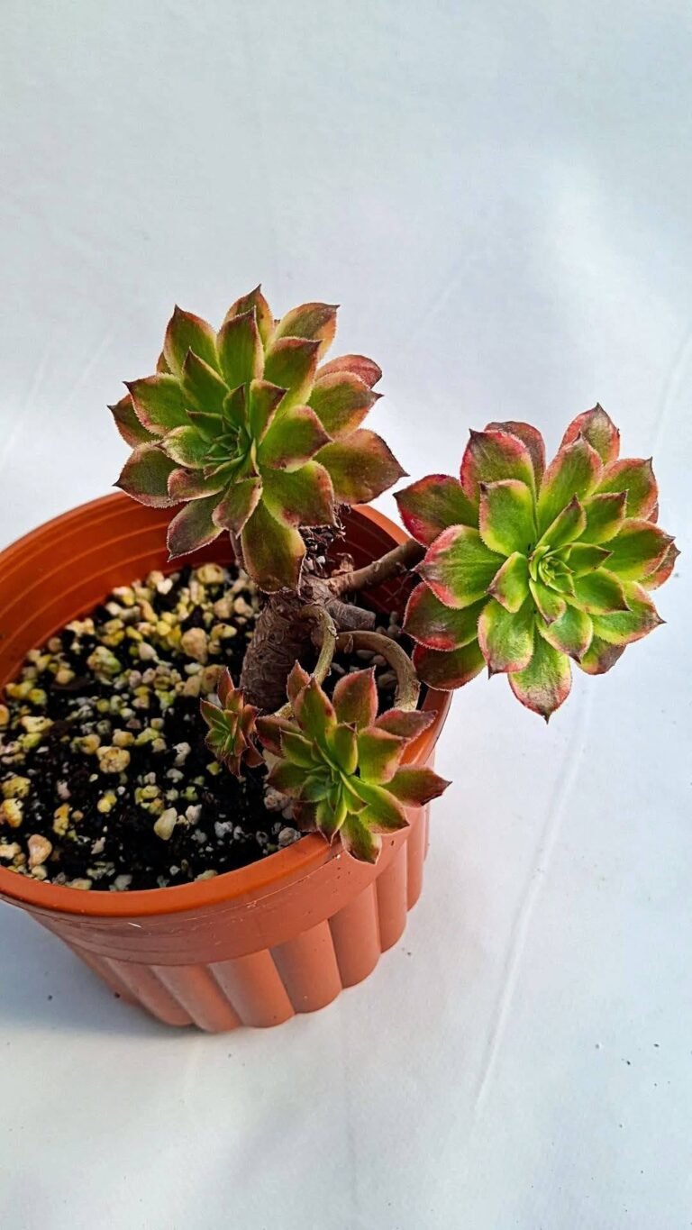 Aeonium Snow Girl cluster korean