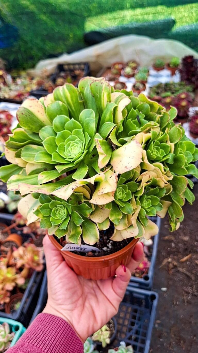 Siracactus-succulente-Aeonium-sunkiss-big-cluster.jpg