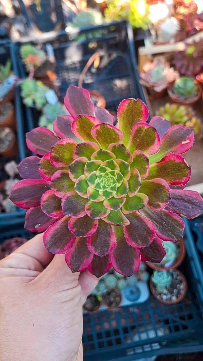 Siracactus-succulente-Aeonium-sunrise.jpg