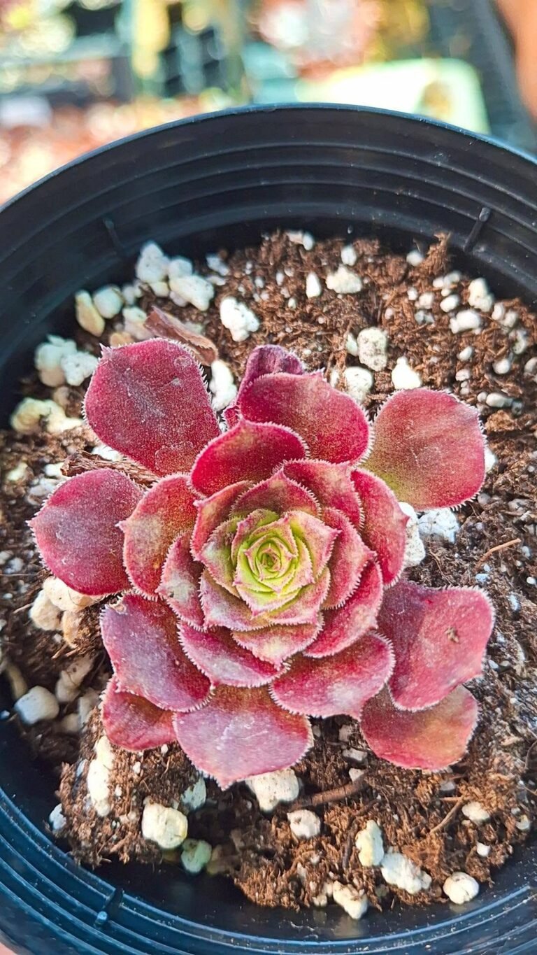 Aeonium wtj korean