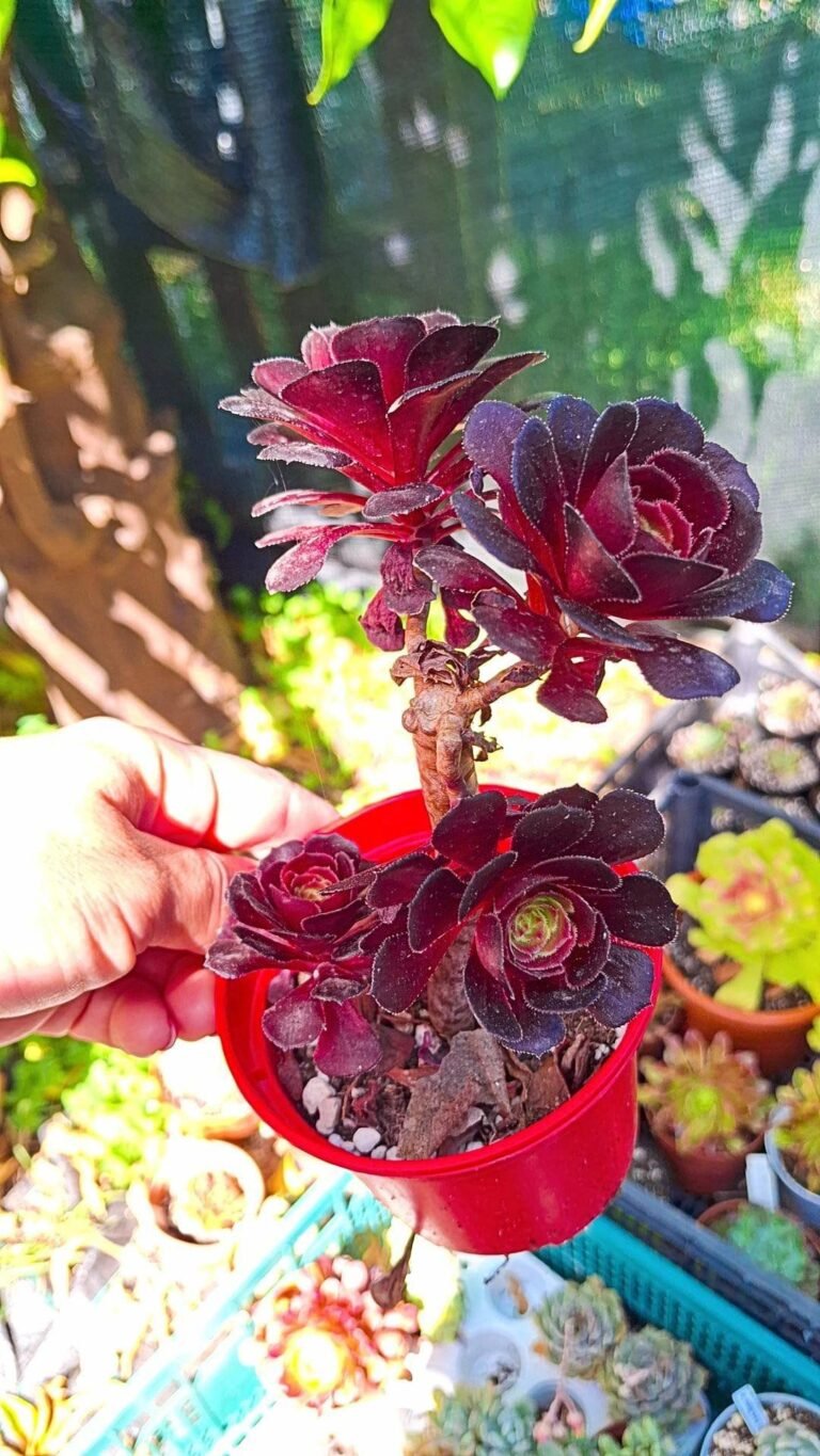Siracactus-succulente-Aeonium-zwartkin-cluster.jpg