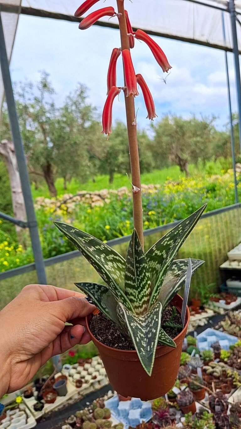 Siracactus-succulente-Aloe-Variegata.jpg