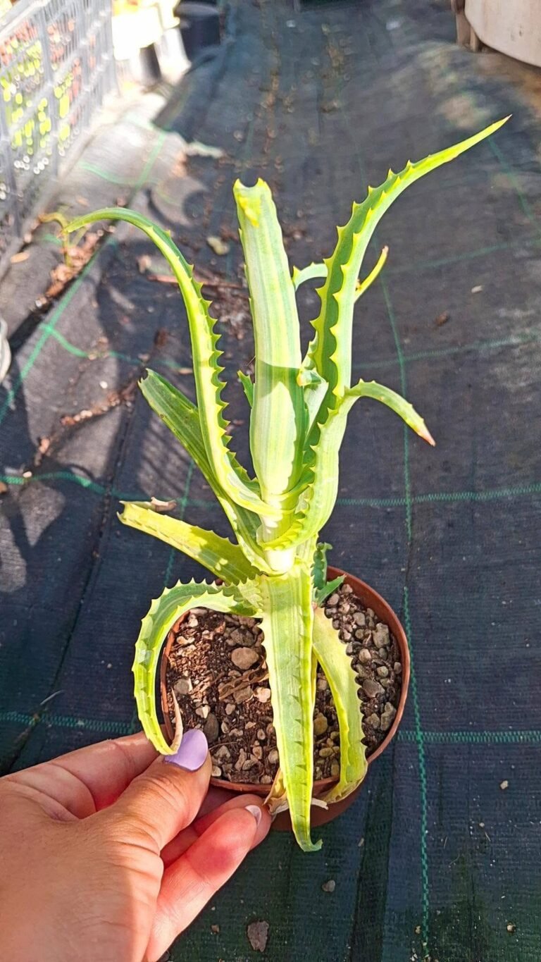 Aloe Arborescens Variegata