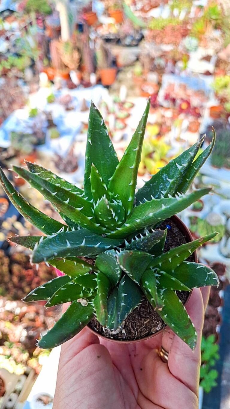 Aloe Mitriformis