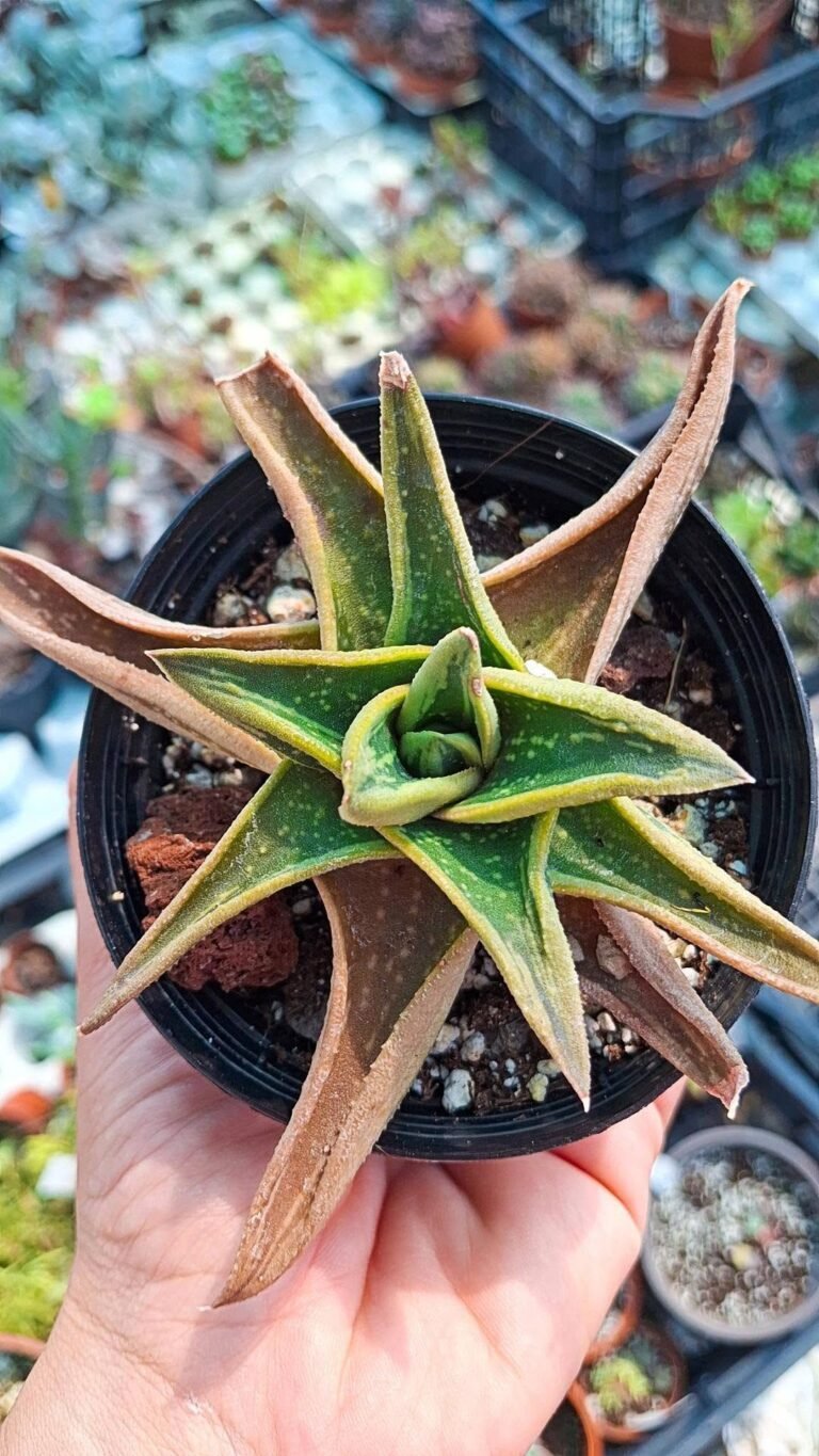 Aloe new down