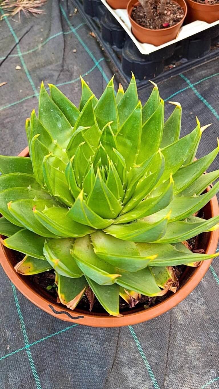 Aloe Polyphylla Spiralis
