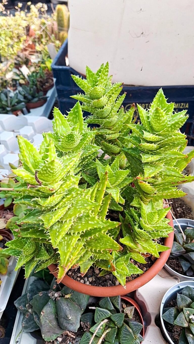 Aloe Squarrosa